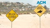 Beaches closed after three shark attacks in just 24 hours