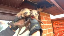 Clever Mama Raccoon Sends Rescuers On A Goose Chase