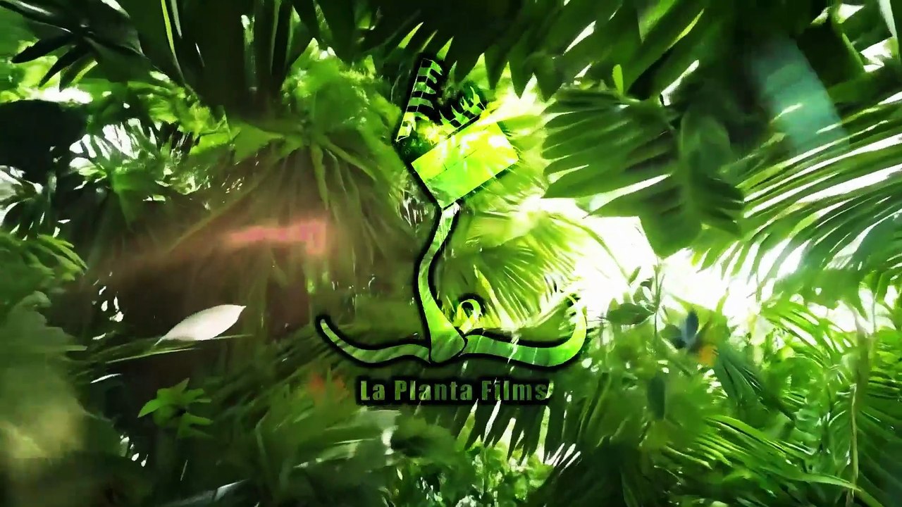 Inti Cordera (Director de cine) - La Planta Films