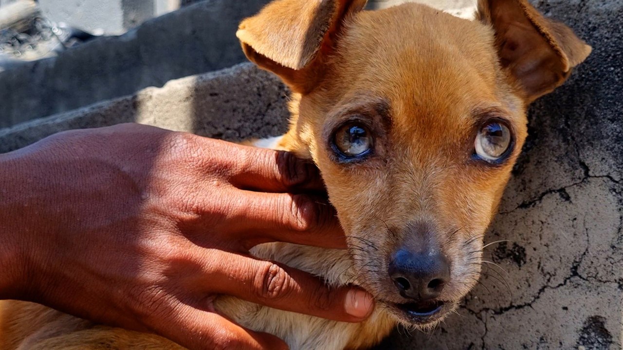 Tiny, Neglected Senior Dog Rules Her New Household