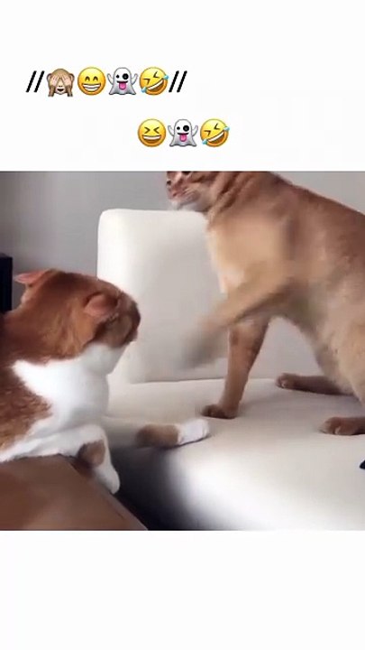 Cat claps cat