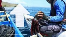 Rapala Emas, Cara Nelayan Pototano Tangkap dan Jaga Gurita