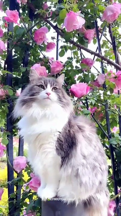 Cat breathfresh Air