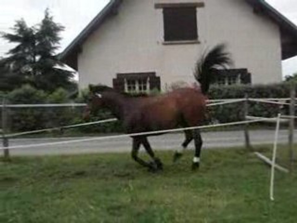 Cambell à l'obstacle 1m