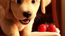 dog #fyp #food