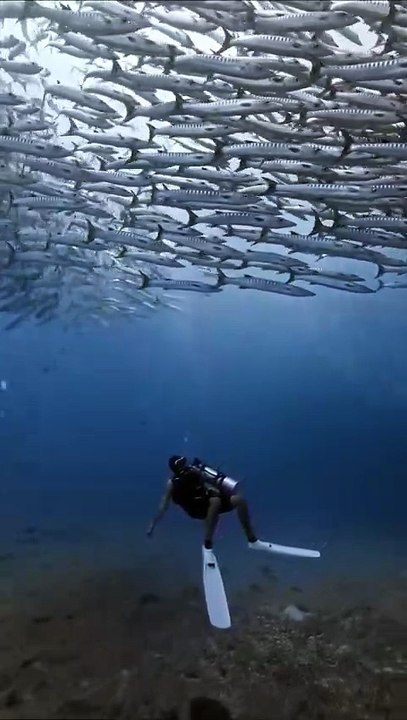 Diver Swimming With a Massive School of Fish | Underwater Ocean