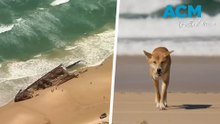 Woman found dead, surrounded by dingoes on tourist island