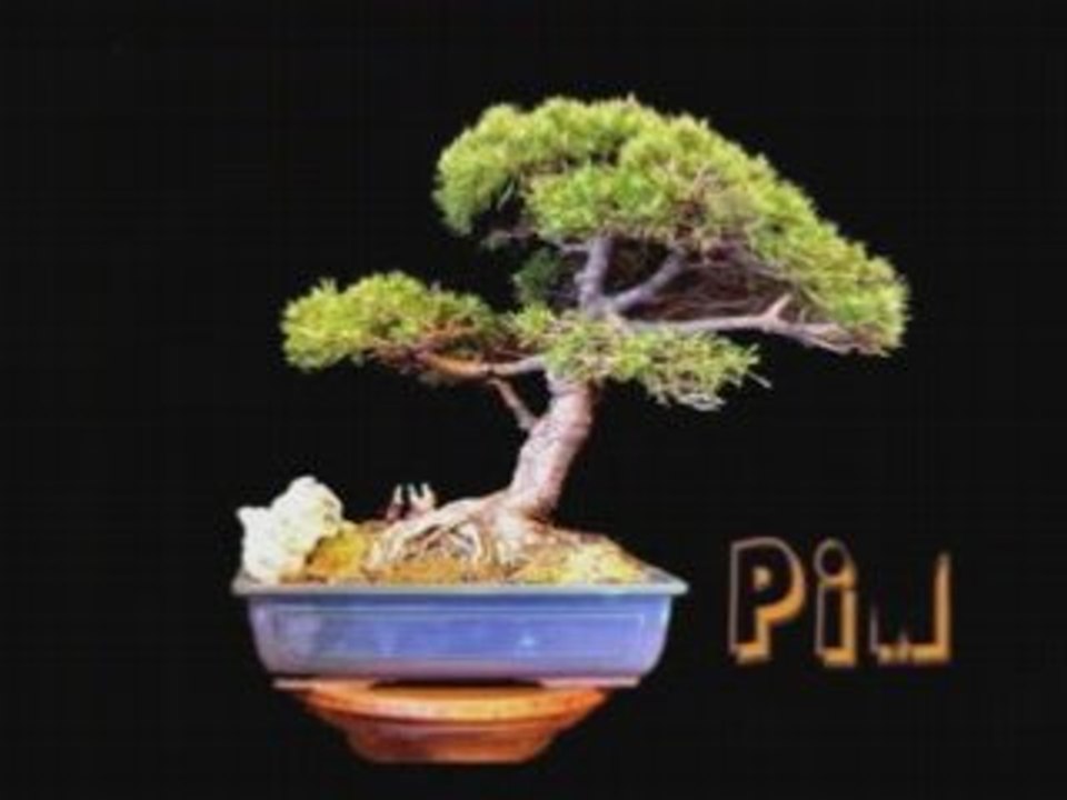 Bonsai2