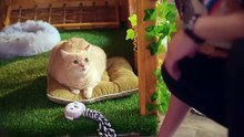 Cat f0r Cash EP1 Eng Sub