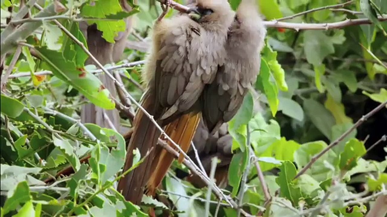 Wild Autumn- Survival of Giants & Predators in Africa - documentary in hindi national geographic