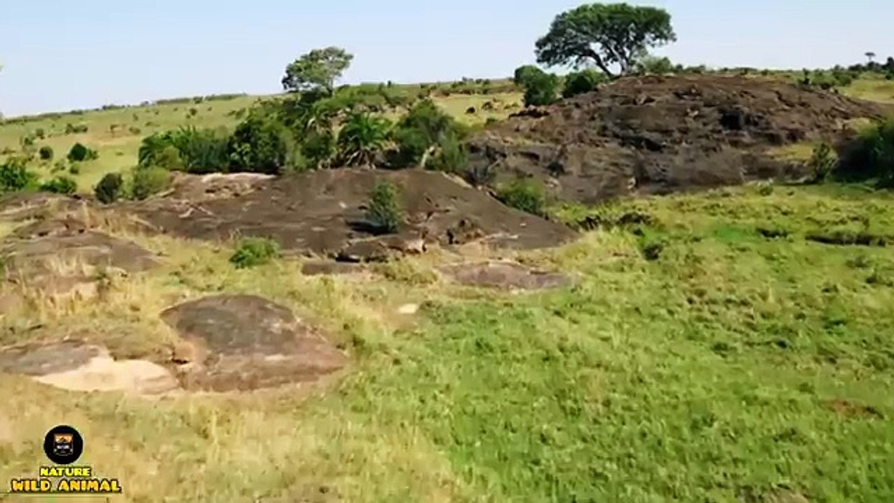 LION BROTHERHOOD - Wild Africa - हिन्दी डॉक्यूमेंट्री - Life in the Jungle _ Full documentary