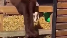 Donkey falls on its back and starts laughing at itself