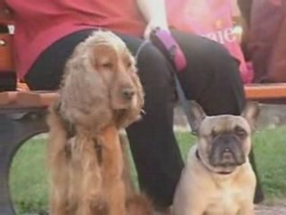 YUNA la bouledogue française et NEMO le cocker