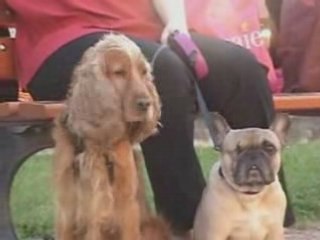 YUNA la bouledogue française et NEMO le cocker