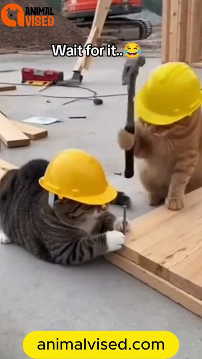 Cat Construction Fail vs Hammer 😂🐱 | Funny Cat Moment