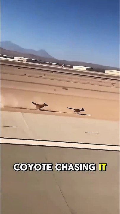 You Won’t Believe What Ran Across the Runway! 🦌✈️😱-video Dailymotion