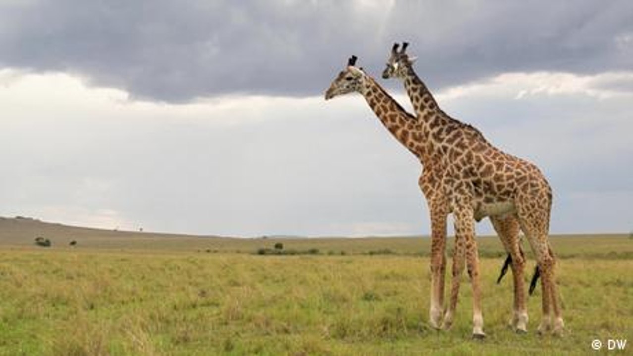 Gibt es Homosexualität im Tierreich?