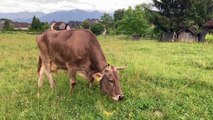 Observa a Veronika, la vaca marrón, tomar un rastrillo para rascarse: una primicia científica