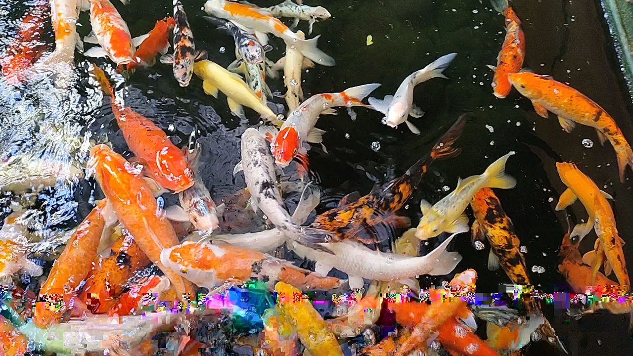 Amazing fish