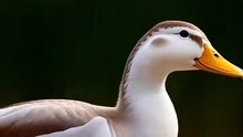 Duck Attack