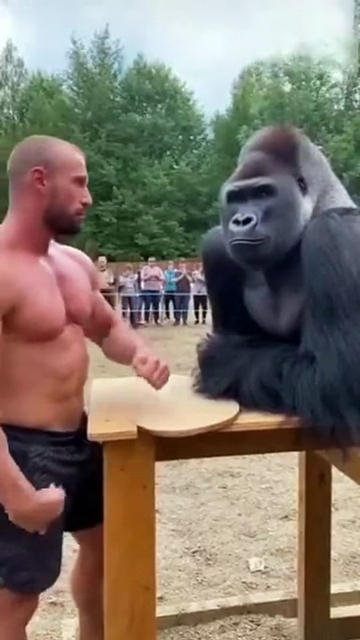 Realistic Slap Challenge Bodybuilder vs Gorilla
