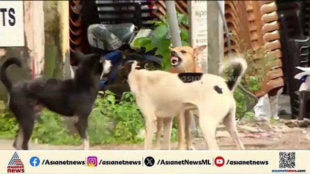 തെരുവുനായ കേസ്; മനേക ഗാന്ധിക്ക് രൂക്ഷവിമർശനവുമായി സുപ്രീംകോടതി