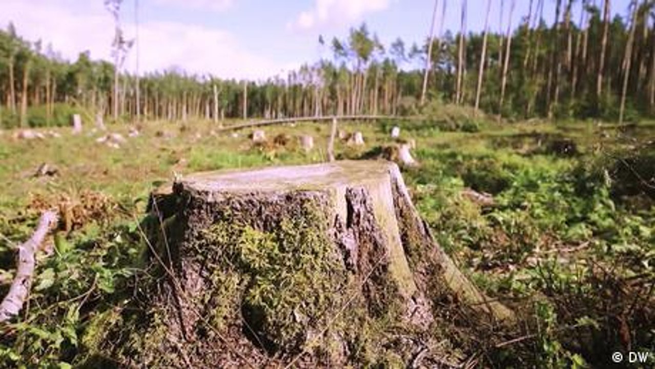 Lettland: Wirtschaftswachstum oder Waldschutz?