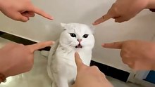 Funny cat