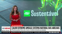 Calor extremo ameaça sistema natural das abelhas; Patrícia Costa comenta