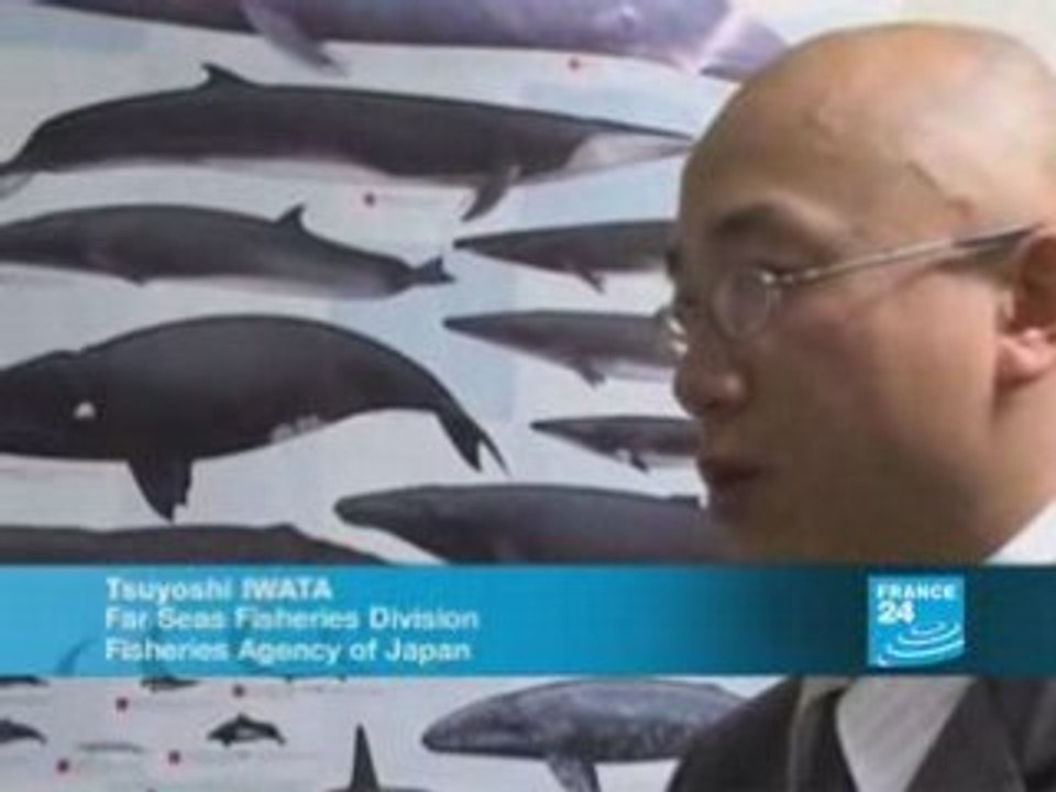 Whale meat smuggling