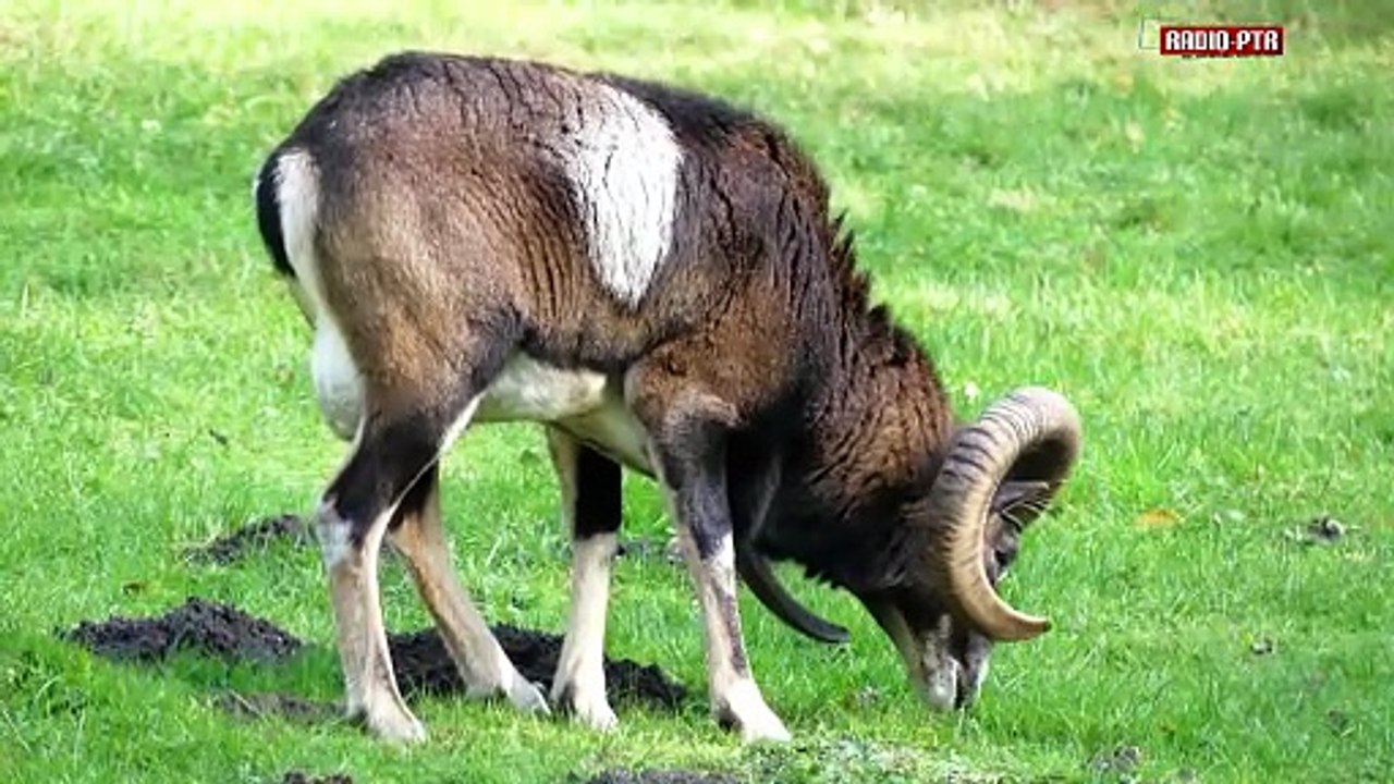 Piper and Conny Winter - Greenland belongs to the earth (Offizielles Musikvideo) Peace Song