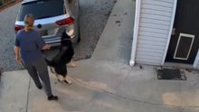 Helpful dog delights owner by carrying groceries all the way to the house