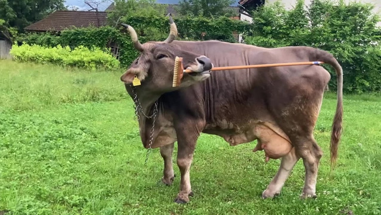 Cow filmed using tools for first time raises questions about animal intelligence