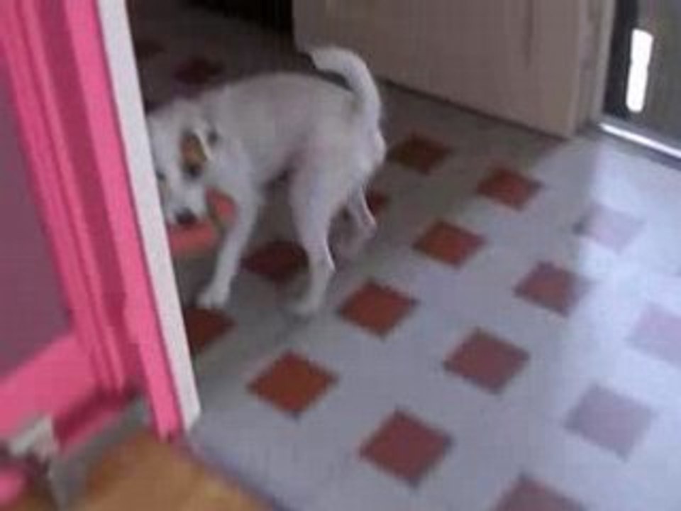 Mon chien joue
