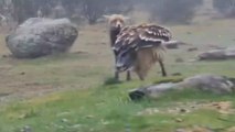 Iberian imperial eagle confronts a fox in the Sierra de Guadarrama mountains in Madrid