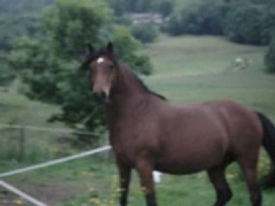 Cambell dans le pré