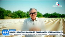 Sinaloa busca posicionar su garbanzo en los mercados de Asia y Medio Oriente