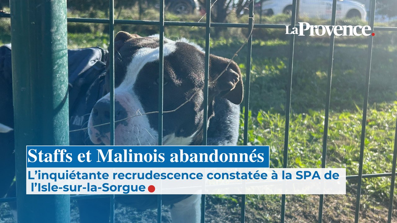 Immersion à la SPA de l’Isle-sur-la-Sorgue : l’inquiétante recrudescence des staffs et des malinois abandonnés