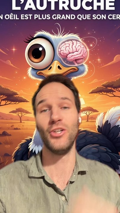 Un OEIL plus GROS qu’un CERVEAU