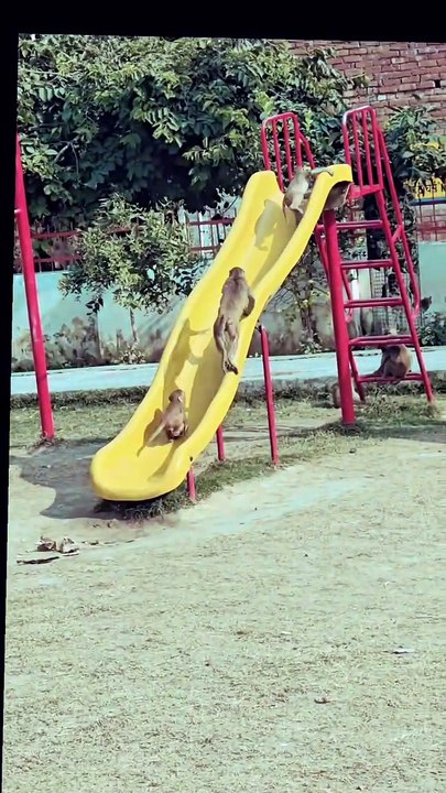 Indian Monkey 🐒🐒 Play with Fun ☺️☺️ Park 🏞️🏞️