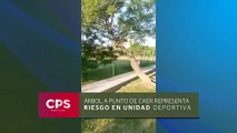 Árbol a punto de caer representa riesgo en la Unidad Deportiva | CPS Noticias Puerto Vallarta