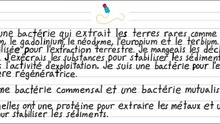 Bactérie pour l’extraction régénératrice
