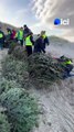 VIDÉO - 300 sapins de Noël installés dans les dunes de Stella-Plage pour lutter contre l'érosion