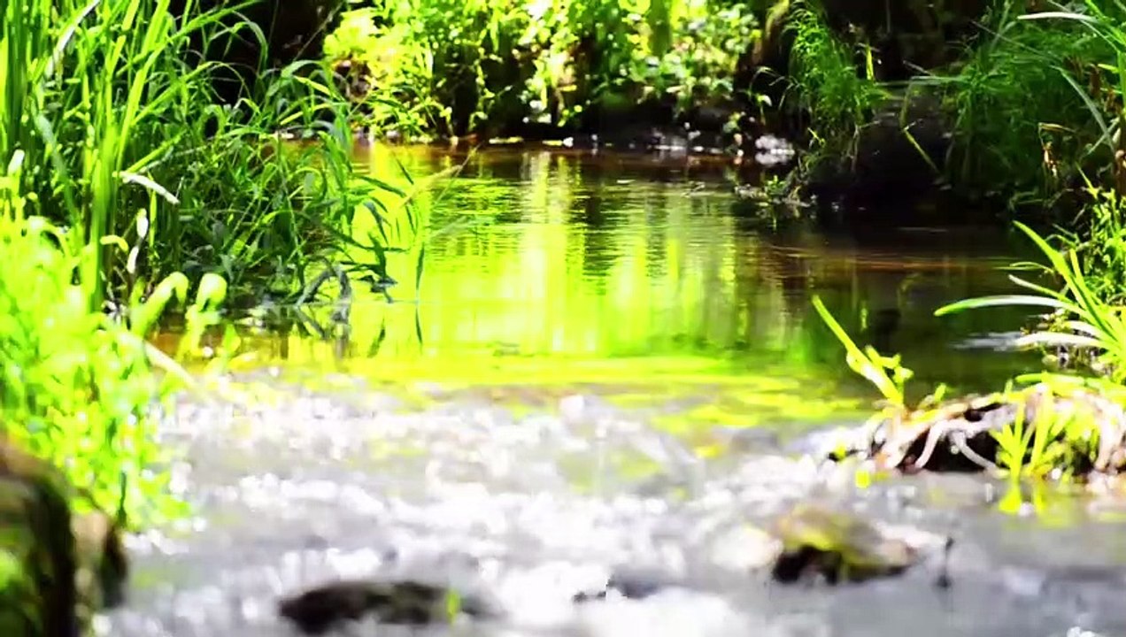 Healing Music For The Heart And Blood Vessels Calms The Nervous System And Pleases The Soul