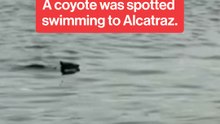 Coyote spotted swimming to Alcatraz.