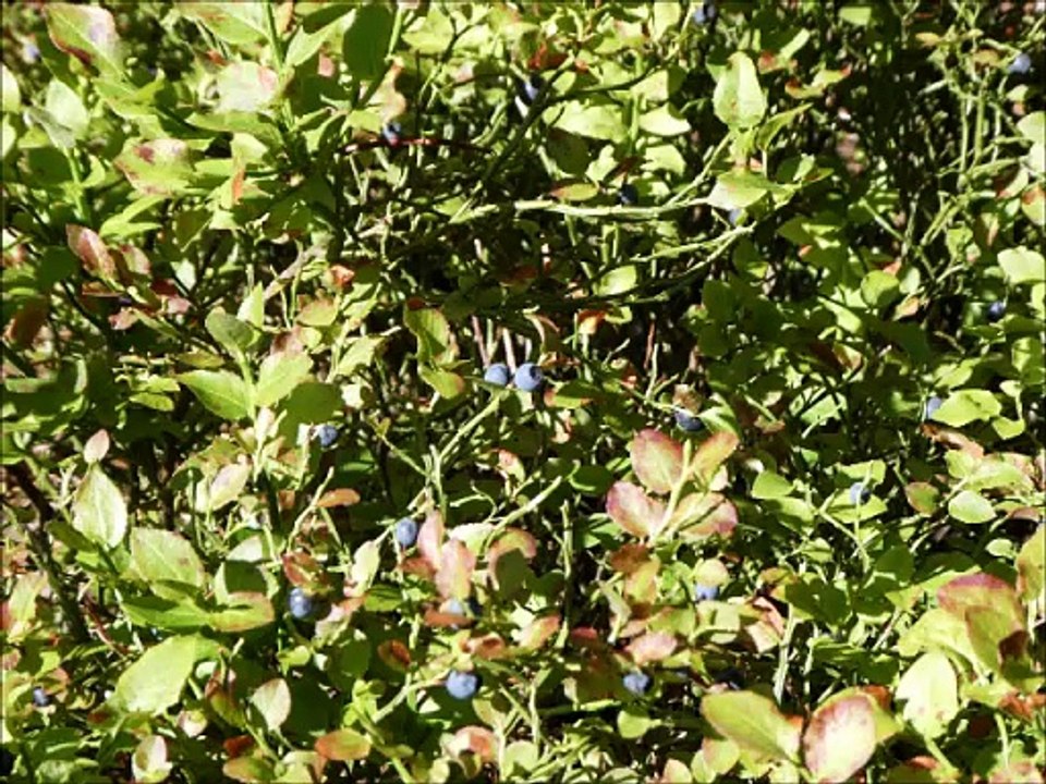 Les tartes (two-step cajun)