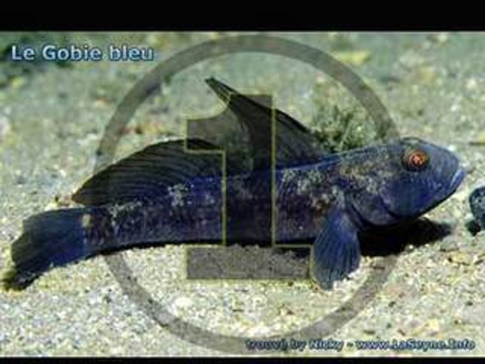 Test-Gobie-01