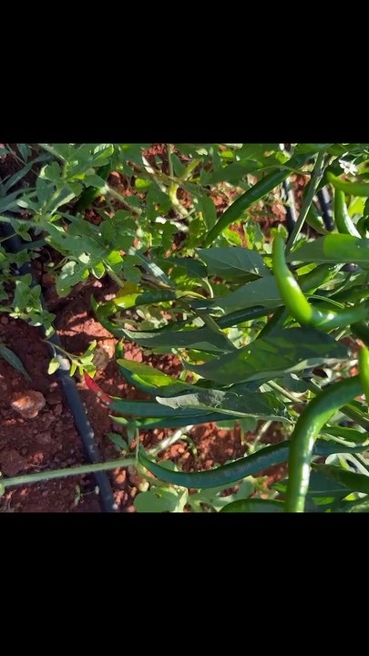 Do you know the spiciness of a chili pepper?