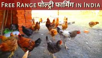 Free range poultry farming | Poultry farm business plan | desi murgi palan kaise karen