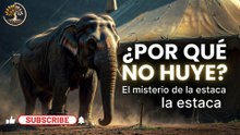 EL MISTERIO DEL ELEFANTE -- REFLEXION